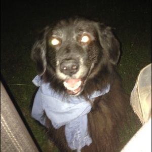 Meet your Posher, Sam